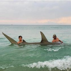 Jensen Beach: Great White Shark Fearless Fishing